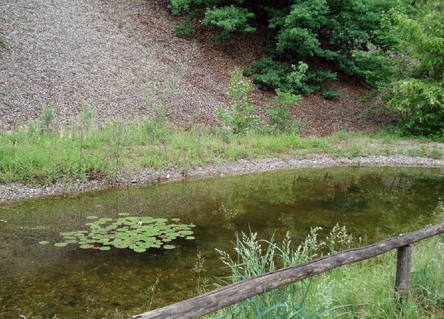 Die Kiesgrube Kppelin bietet Lebensraum fr viele Tier- und Pflanzenarten.  | Foto: Steineck