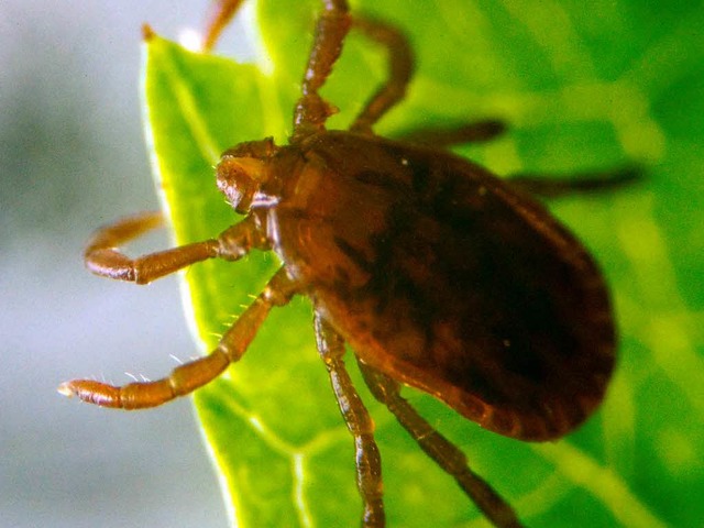 Eine Reliktzecke krabbelt ber ein Blatt.  | Foto: dpa