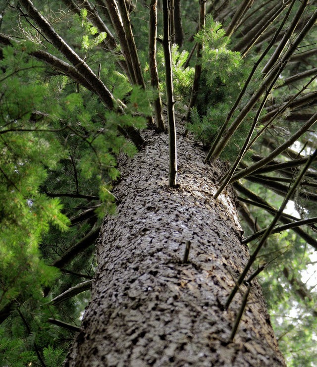 Welcher Baum ist das? Ein Frster kennt die Douglasie genau.   | Foto: dpa