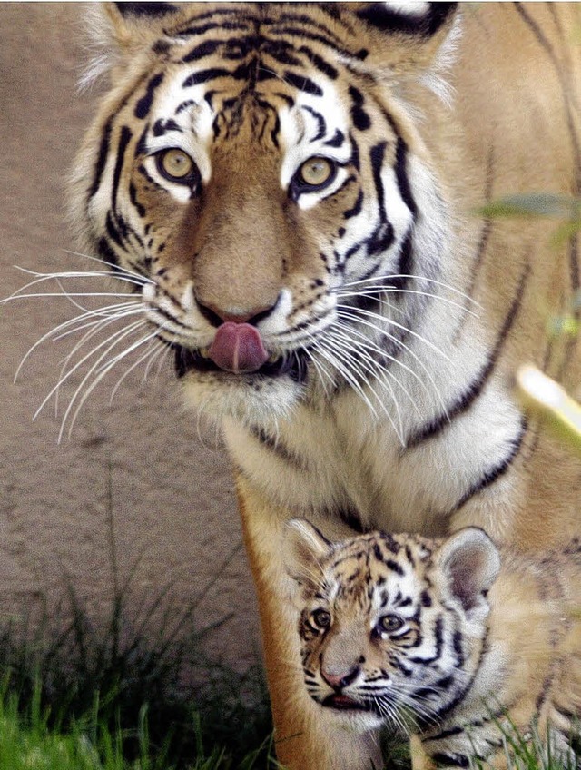Diese beiden Tiger leben nicht in der Natur, sondern im Zoo.  | Foto: ddp