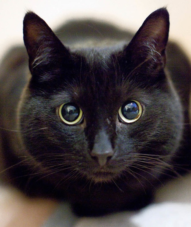 Mit diesen Augen knnen Katzen auch im Dunkeln gut sehen.  | Foto: dpa