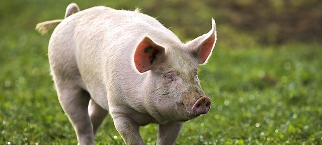 Ob dieses Schwein das Freiburger Mnster kennt?   | Foto: dpa