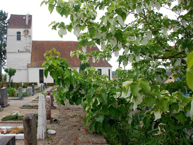 So markant wie  selten: der Taubenbaum...emplar steht beim Bugginger Friedhof.   | Foto: Heike Lemm