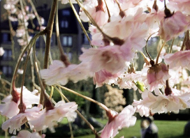 Nach dem Vorbild der japanischen Kirsc...te mchte man in Bad Krozingen feiern.  | Foto: DAPD