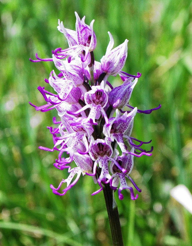 Prchtiges Farbenspiel: Orchidee  | Foto: Benjamin Bohn