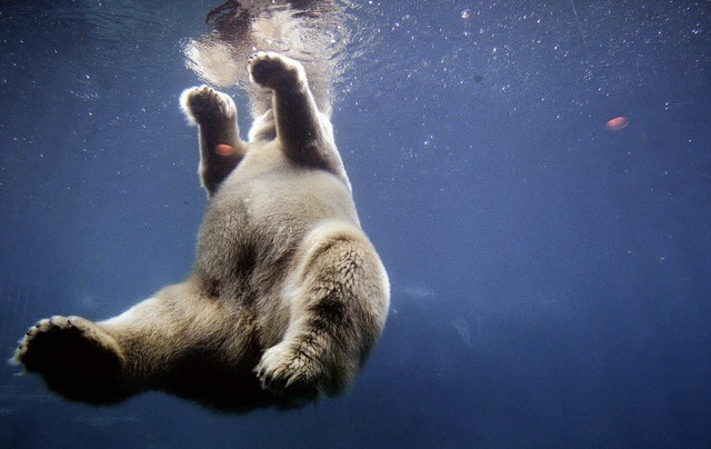 Bis zu 60 Seemeilen (fast 110 Kilomete...nscht seelenruhig im Zoo in New York.   | Foto: AFP