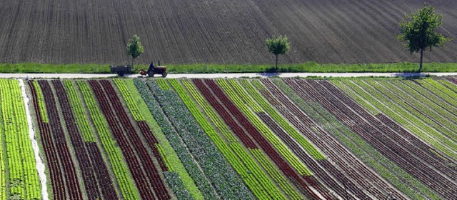 Salatanbauflche zwischen Bahlingen und Eichstetten  | Foto: Hans-Peter Ziesmer