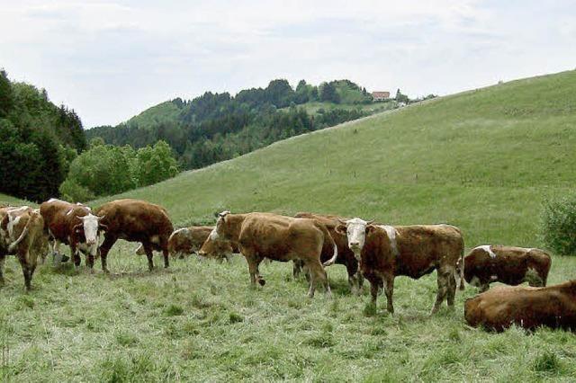 Vieh treibt’s auf die Weide