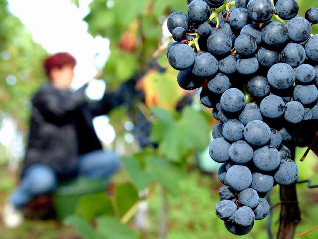 Fr viele badische    Winzer lohnt sich die Arbeit im Weinberg kaum noch.  | Foto: ddp