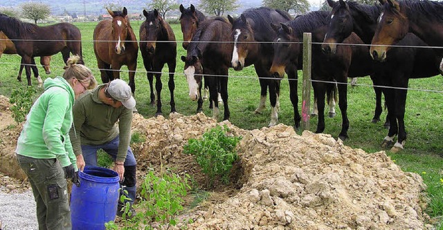 Arbeit im Naturschutz ist spannend. Hi...nen Pferde zwei Mitarbeiter des Truz.   | Foto: Privat