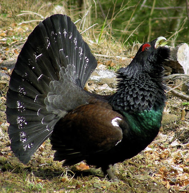 Ein prchtiger und bedrohter Vogel: Der  Auerhahn.   | Foto: Joachim Nock