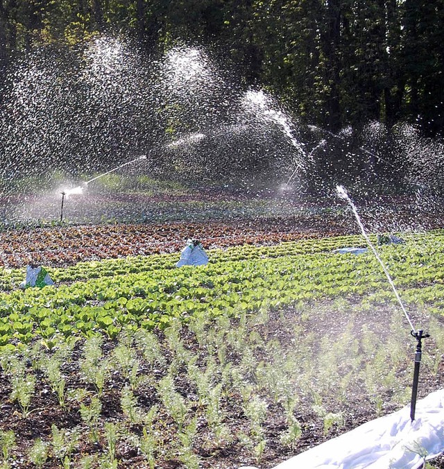 Weil es seit Wochen kaum geregnet hat,...r bei Mrkt, selbst fr Regen sorgen.   | Foto: Lauber