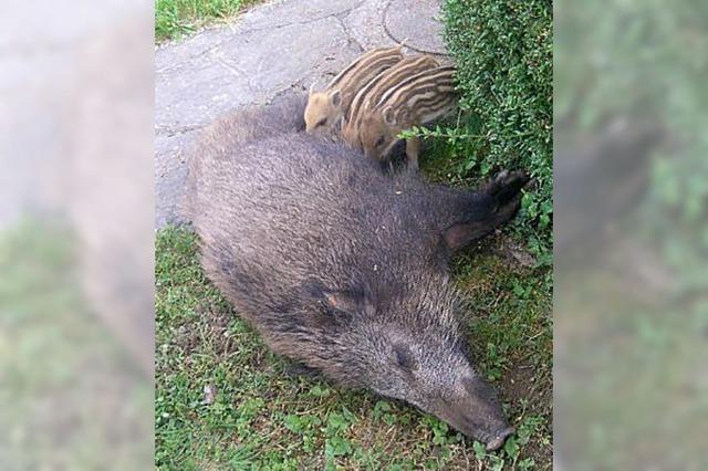 APROPOS: Schweine mit Ansprüchen