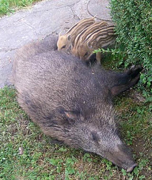 Saumig wohl fhlt Schwein sich auf der Bhle.    | Foto: charlotte janz
