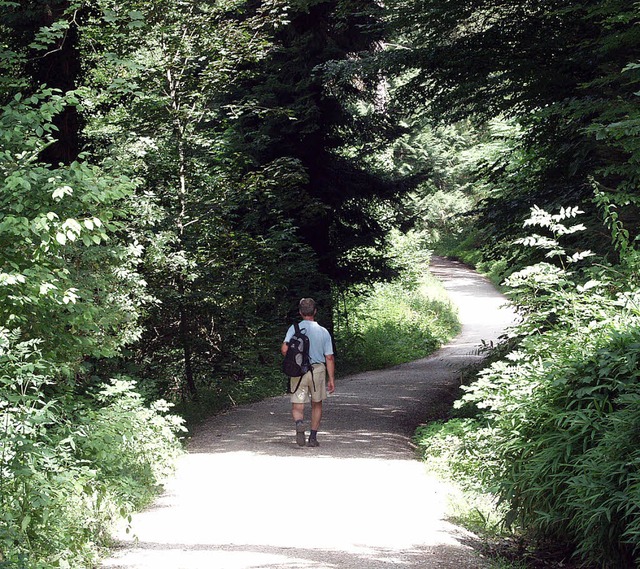 Ein Erholungsort und kein Nutzwald sollte der Stadtwald sein, findet ein Leser.  | Foto: archivfoto. brigitte sasse