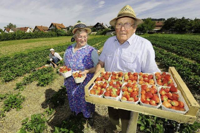 Landwirte mit Erdbeersaison zufrieden
