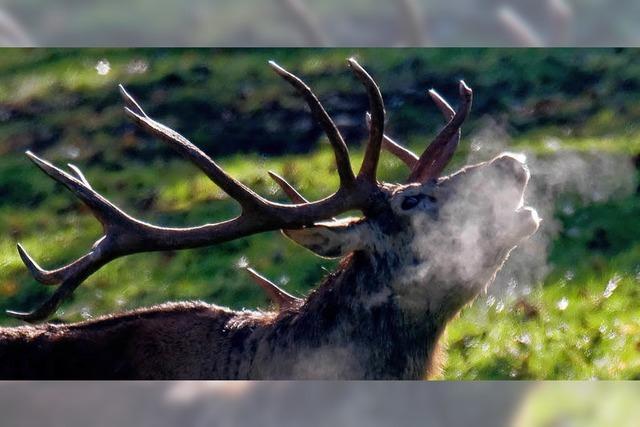 Wildnis im Schwarzwald