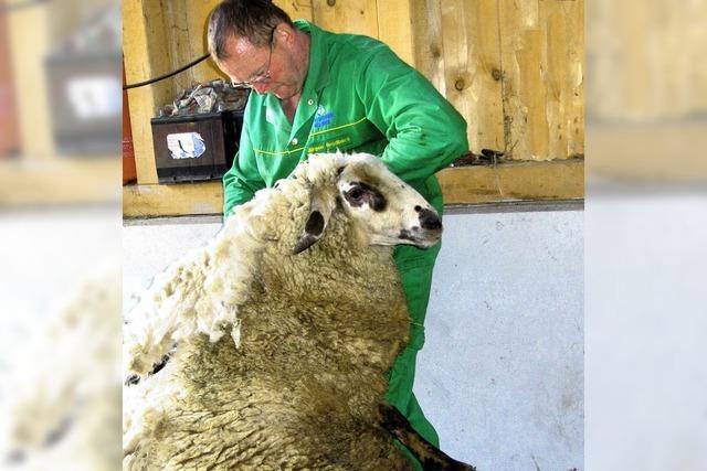 60 Schafe beim Friseur