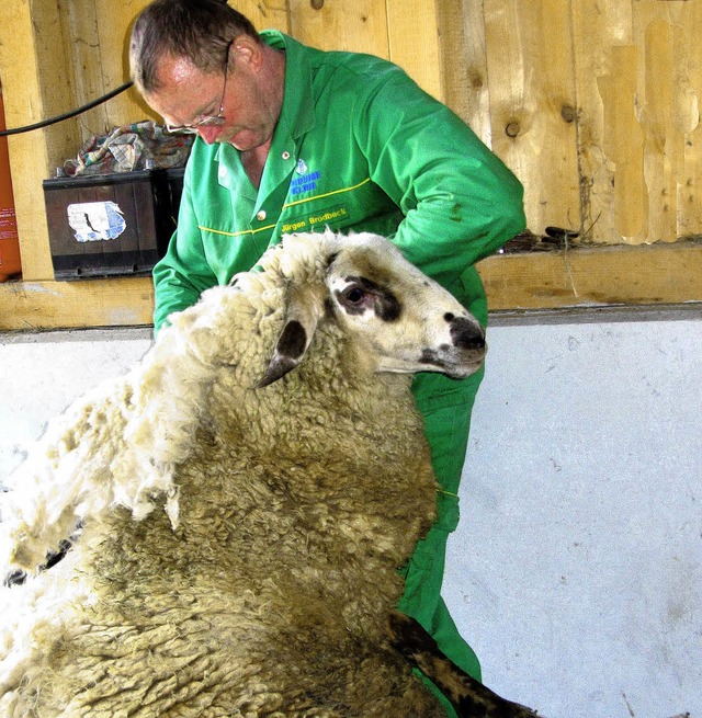 Schafescheren in Maulburg: Auch Schafd...e am vergangenen Samstag zum Friseur.   | Foto: Julia Schwald