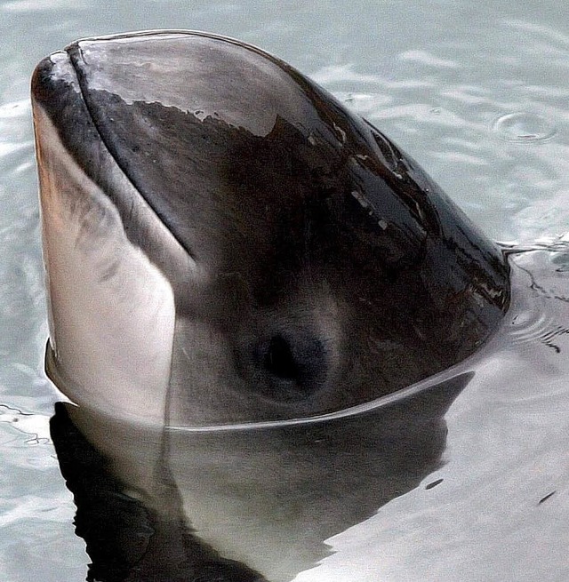 Bedroht: der bis zu  1,85 Meter lange Schweinswal   | Foto: dpa