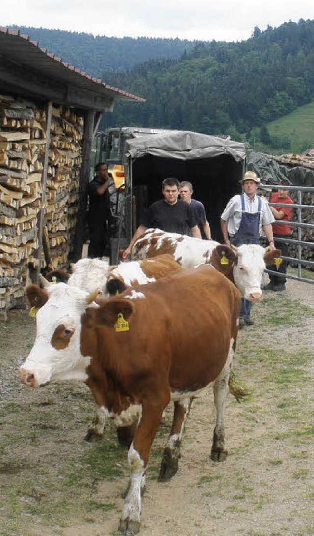 Fast  300 Rinder tummeln sich jetzt wieder auf den Weiden im Hinteren Kandertal.  | Foto: kannmacher