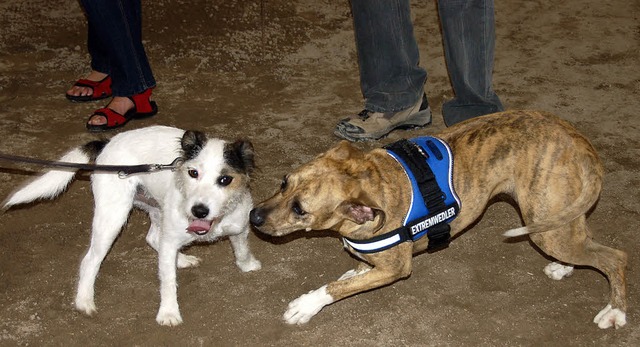 Kein Problem mit Konkurrenten  hatten ...issi,  Boxermischling aus Muggardt.     | Foto: Sigrid umiger