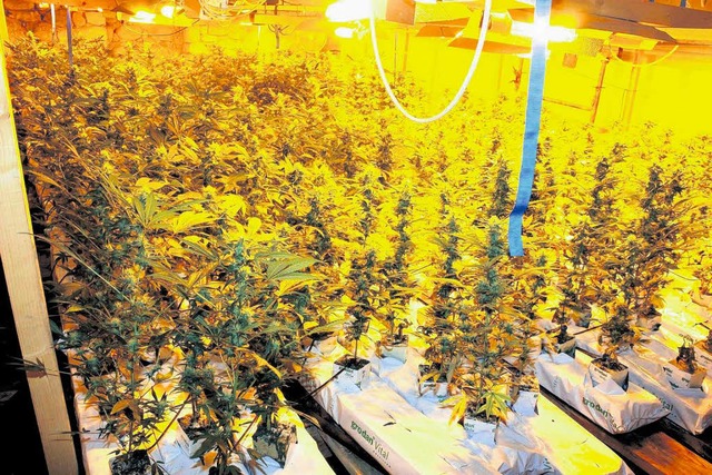 Diese Cannabisplantage in einem  Ortst...en Betreiber fr Jahre hinter Gittern.  | Foto: Polizeidirektion Waldshut-Tiengen