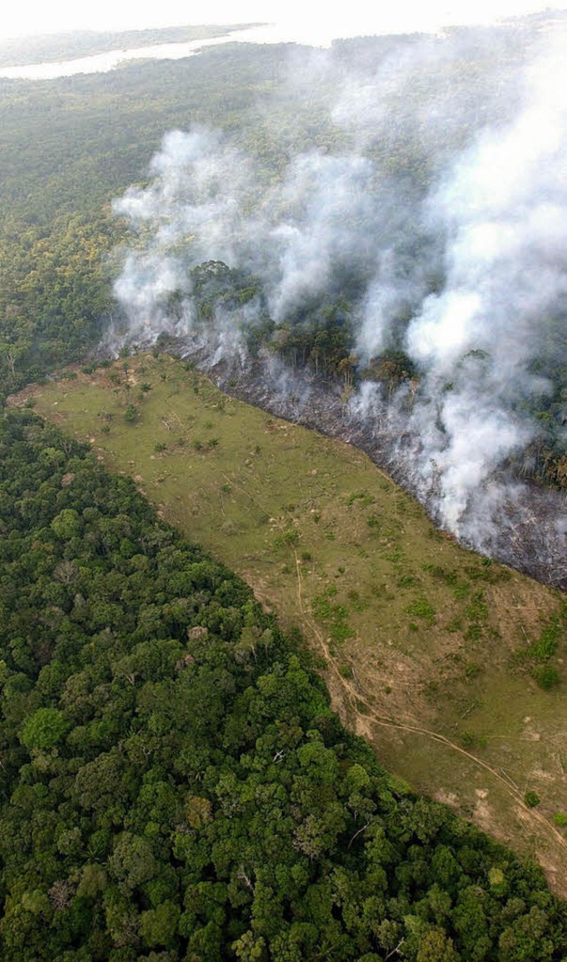 Ein Streifen des Regenwalds des Amazon... wird 2003 durch Brandlegung gerodet.   | Foto: dpa