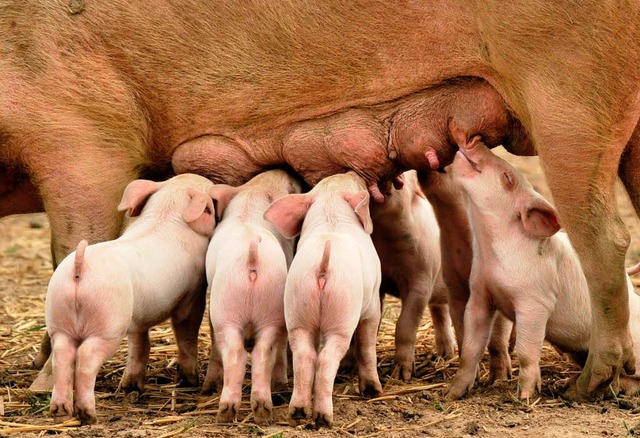 Diese Ferkel haben die schmerzhafte Pr...astriert, die meisten ohne Betubung.   | Foto: dpa