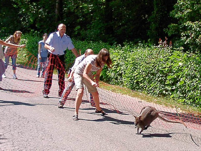 Nur mit viel Mhe konnte das Knguru eingefangen werden. 