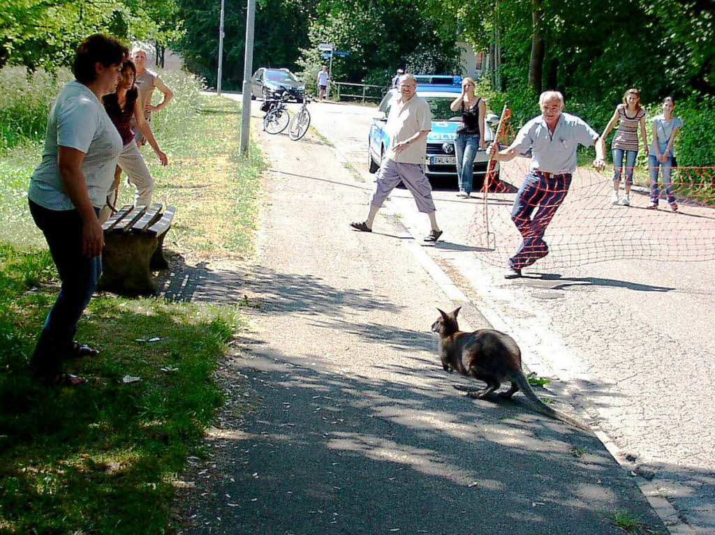 Wohin hpfst du, kleines Knguru? Nachdem es mit vereinten Krften eingefangen wurde, durfte es in sein Gehege zurck – und zu seinem Weibchen.