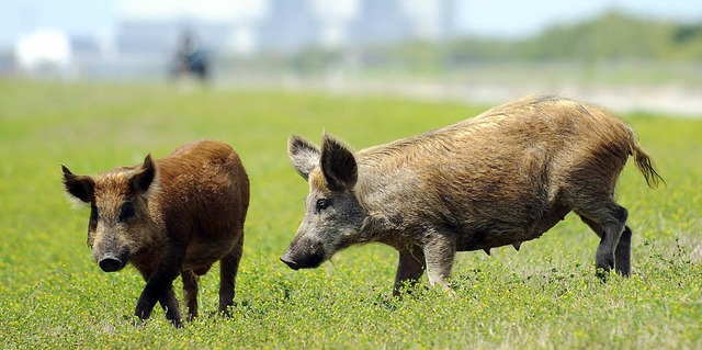 Wildschweine sind  auf Wiesen und Feldern nicht gerne gesehen.   | Foto: AFP