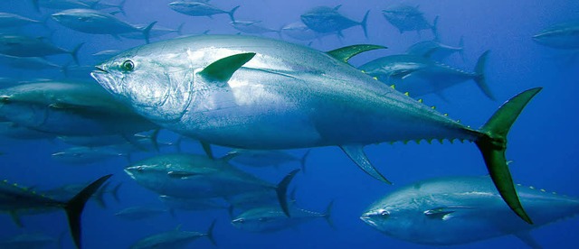Eine teure Delikatesse: der Blauflossenthun   | Foto: dpa