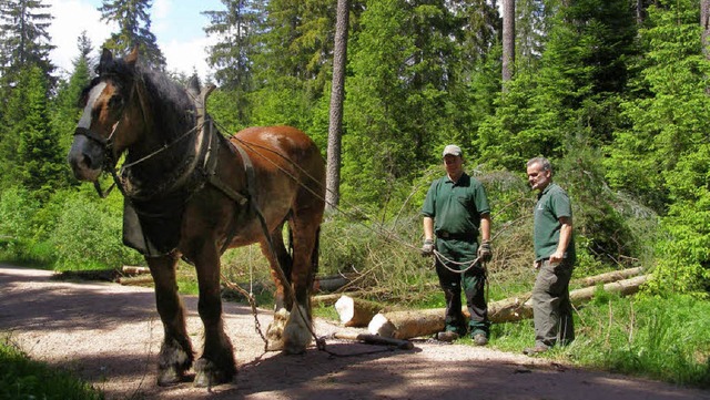 Pferde tragen zum schonenden Einsatz bei der Durchforstung im Friedwald bei.   | Foto: Liane Schilling