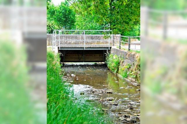 Forellensterben wegen Mllheimer Zugunfall