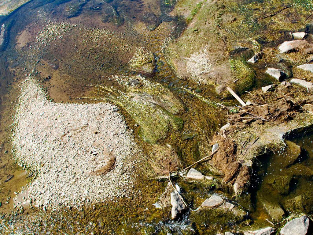 Niedriger Pegel der Dreisam bei Riegel