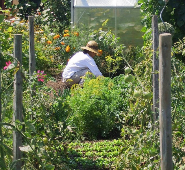 Im Sommer entfaltet der Nutzgarten sei...emse, sondern erfreut auch das Auge.   | Foto: huber