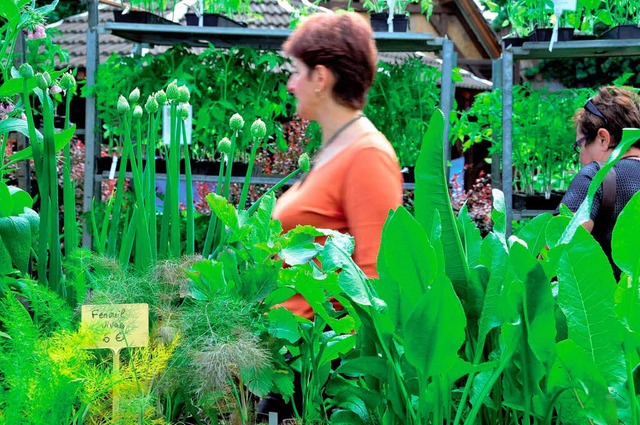 Bei der Biomesse in Colmar werden auch Gewrz- und Gemsesetzlinge angeboten.  | Foto: Messe Colmar