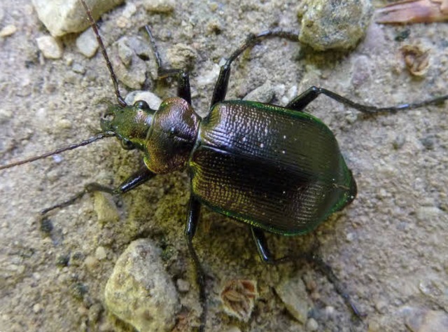 Hier kommt der kleine Puppenruber rie...bei wird er nur zwei Zentimeter gro.   | Foto: Andreas Braun