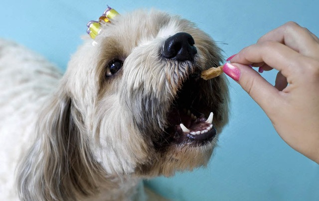 Der Rde Rufus wird am Freitag im Hund...sseldorf mit einem Leckerli belohnt.   | Foto: dpa