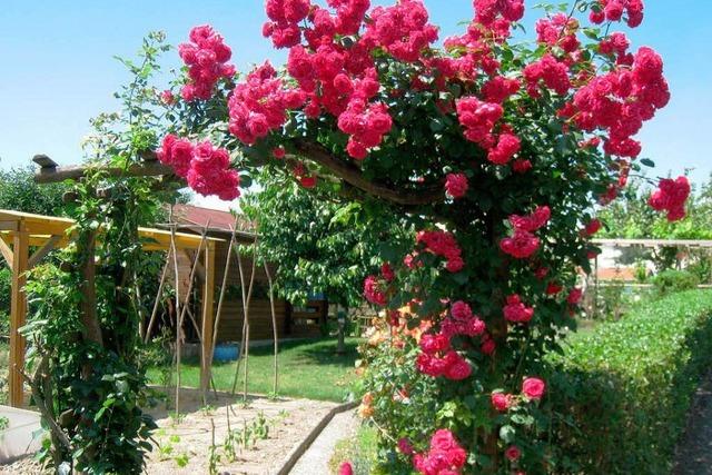 Fotos: Siebter Gartentag in Hartheim