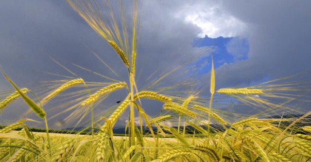   | Foto: Siegfried Gollrad