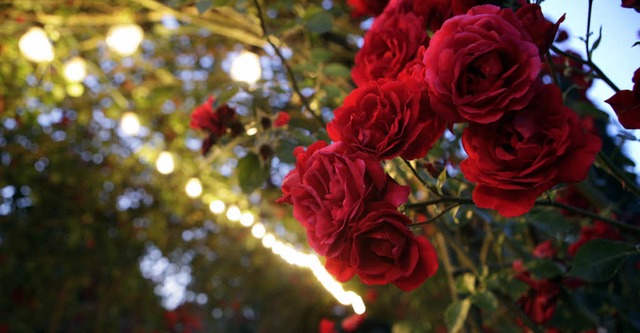 Auch diese Woche steht  Lahr  im Zeichen der Rose: Lichteffekte im Stadtpark    | Foto: christoph  breithaupt