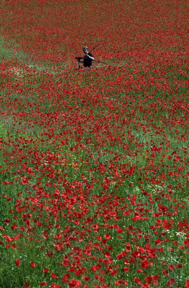 Bei dieser bluehenden Mohnwiese bei Aa...n anfangen soll mit dem Fotografieren.  | Foto: Peter sandbiller