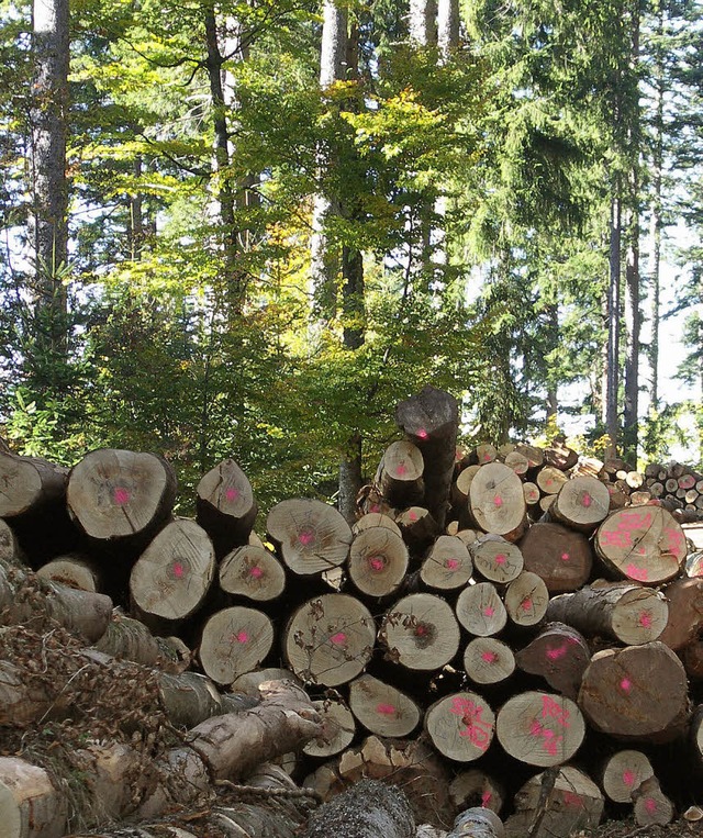 Einen Rekordgewinn splte der Wald im Jahr 2010 in die Sthlinger Stadtkasse.   | Foto: BZ