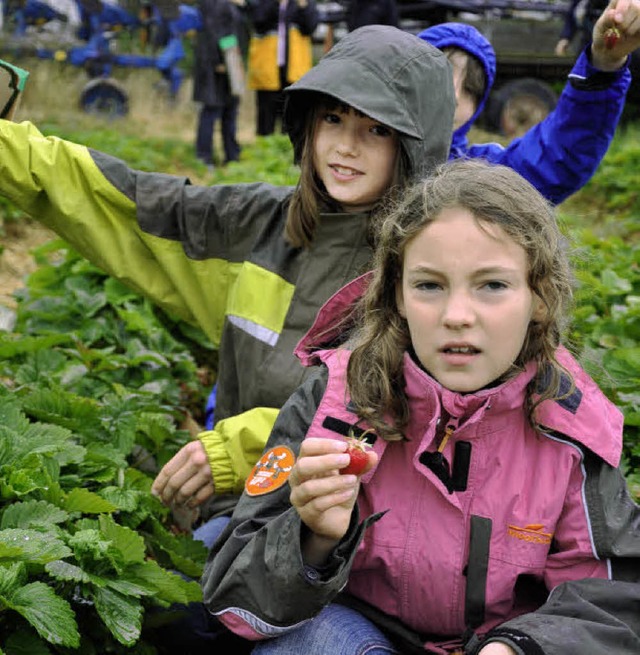 Schlerinnen  und Schler der Clara-Gr...es  in Wasenweiler  frische Erdbeeren.  | Foto: kai kricheldorff