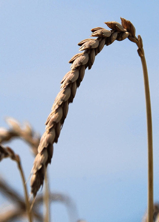 Wenn nicht mehr Regen fllt, rechnen die landwirte mit enormen Ernteausfllen.    | Foto: Ralf Staub