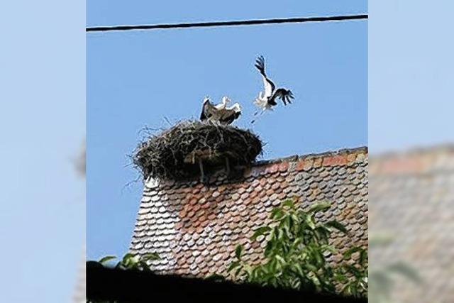 Nauwerck: Storch war wohl gestrt