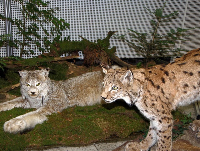 Ein nordischer (hinten) und ein mittel-/sdeuropaischer Luchs.  | Foto: Bernd Fackler