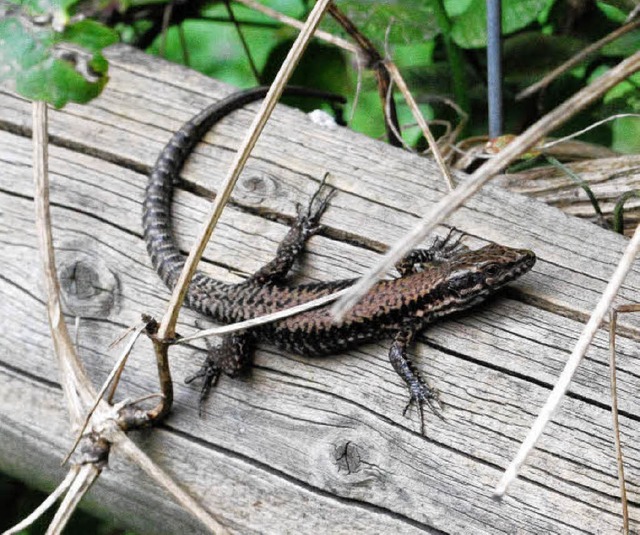 Eidechsen sollen in Steinhaufen ziehen   | Foto: mink